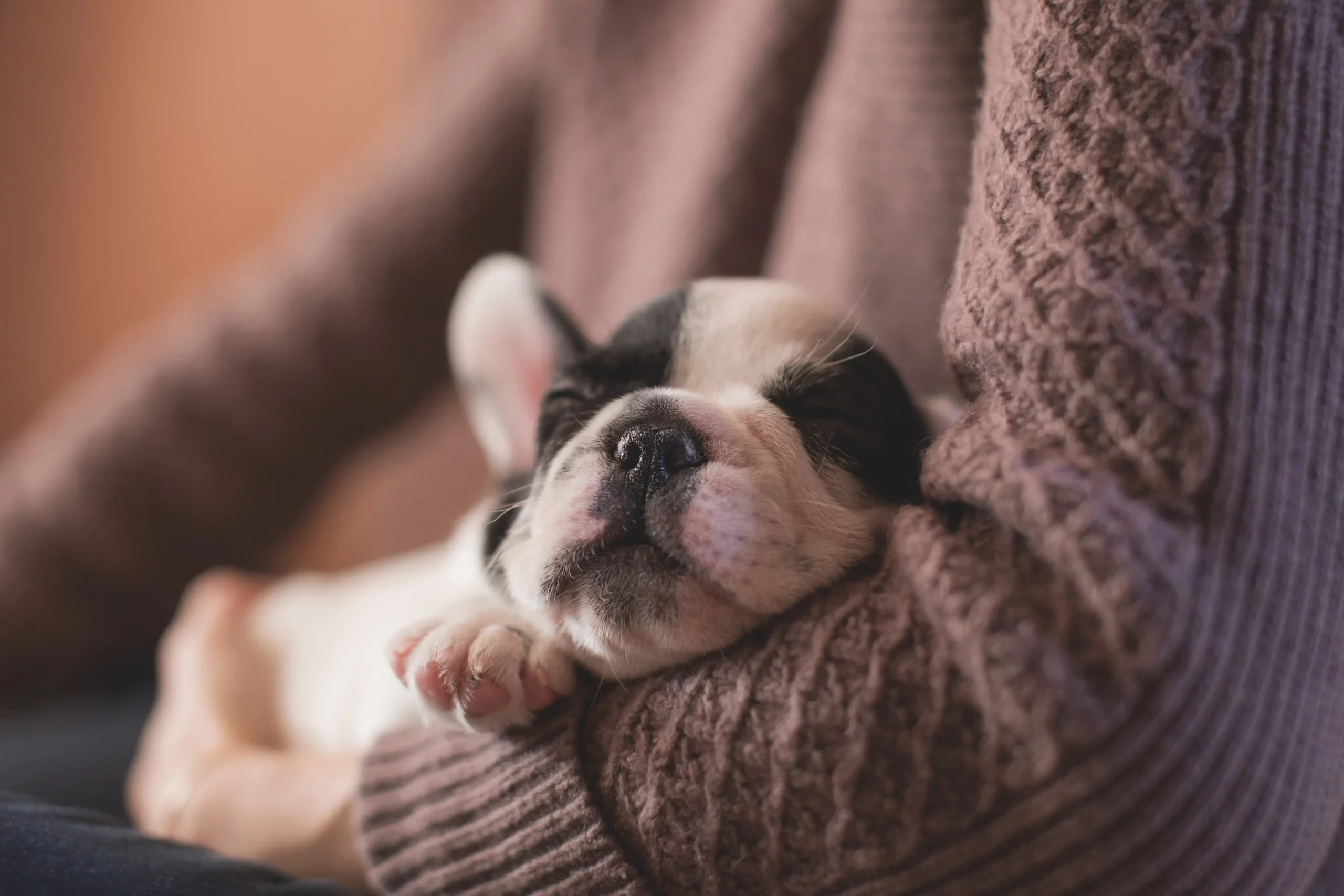 Sleeping puppy snuggled in a cozy knit sweater